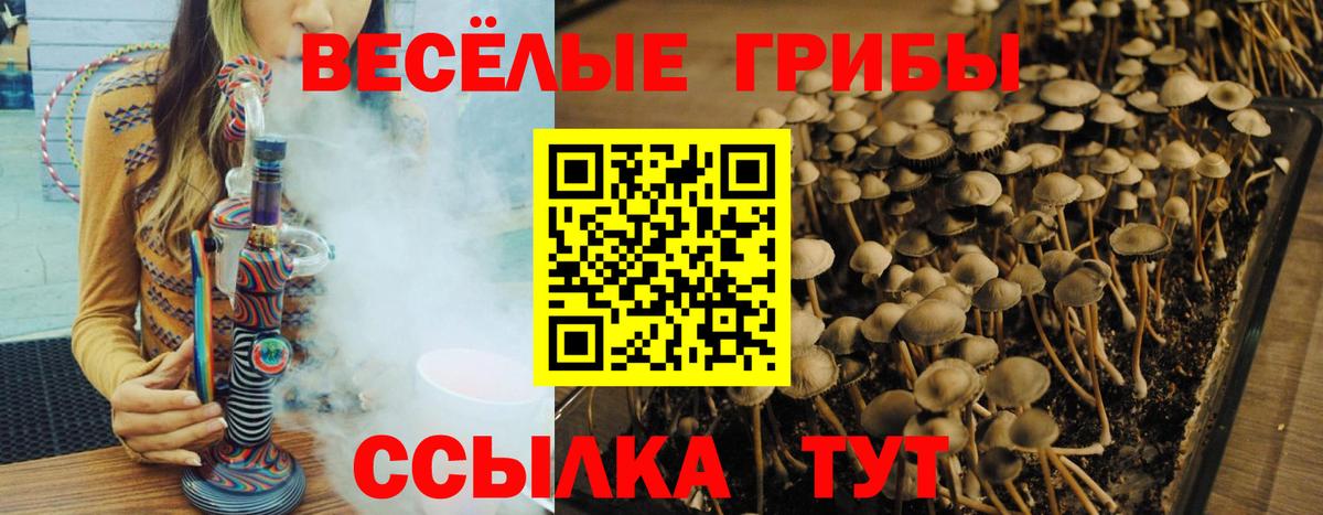 Галлюциногенные грибы Psilocybe Назрань